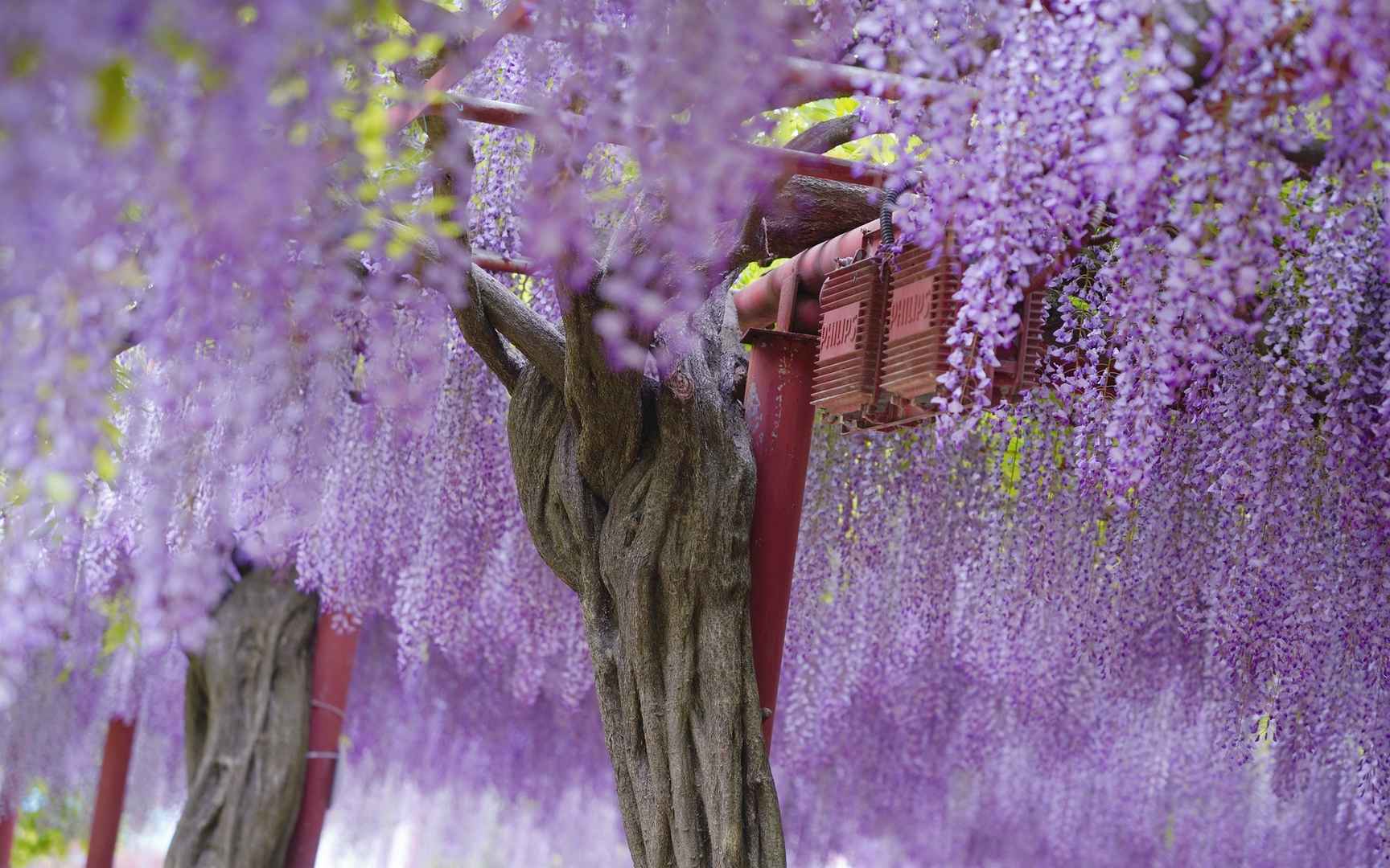 浪漫的紫藤花紫色系仙女壁纸-