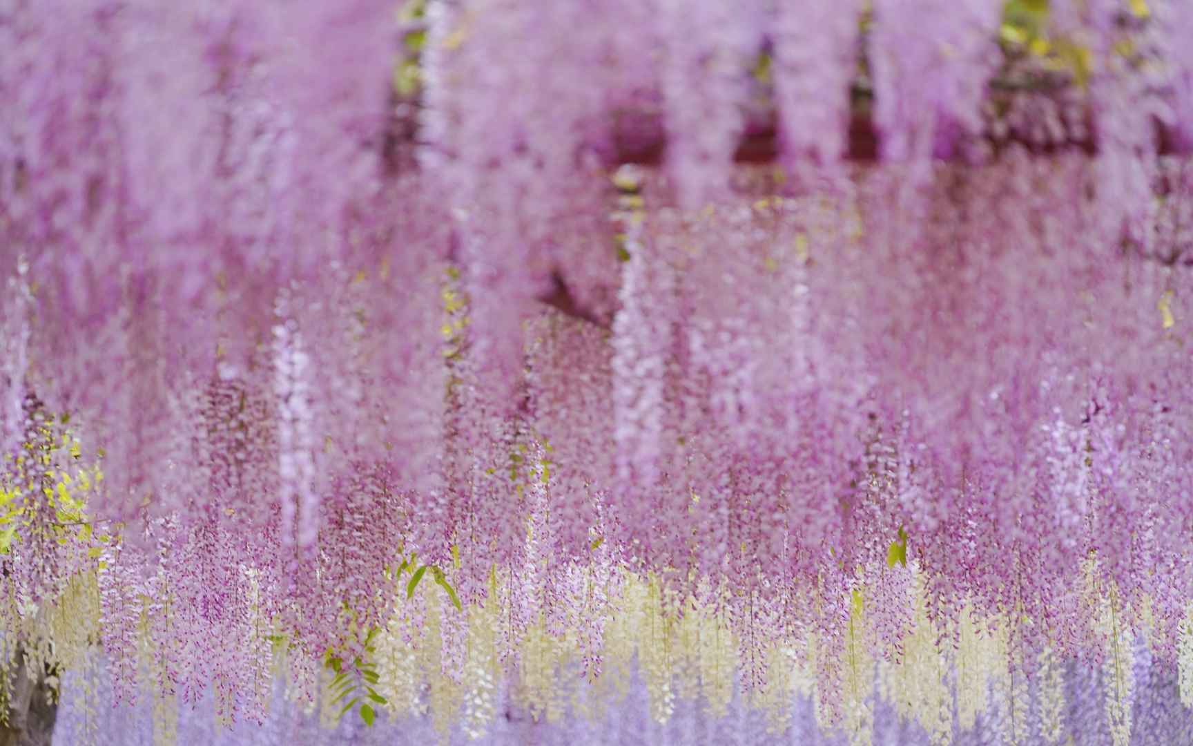 浪漫的紫藤花紫色系仙女壁纸