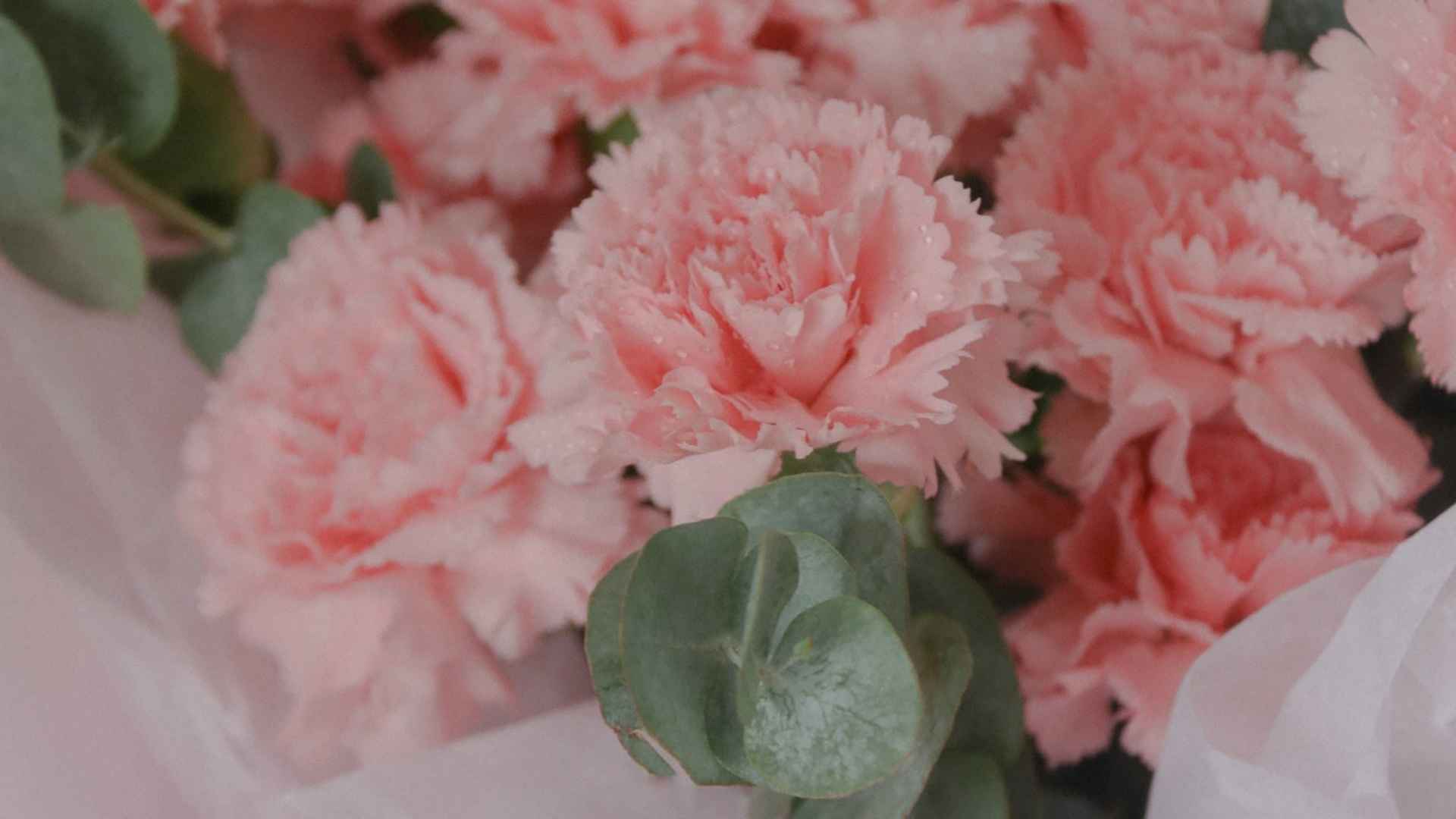 唯美粉色康乃馨图片-