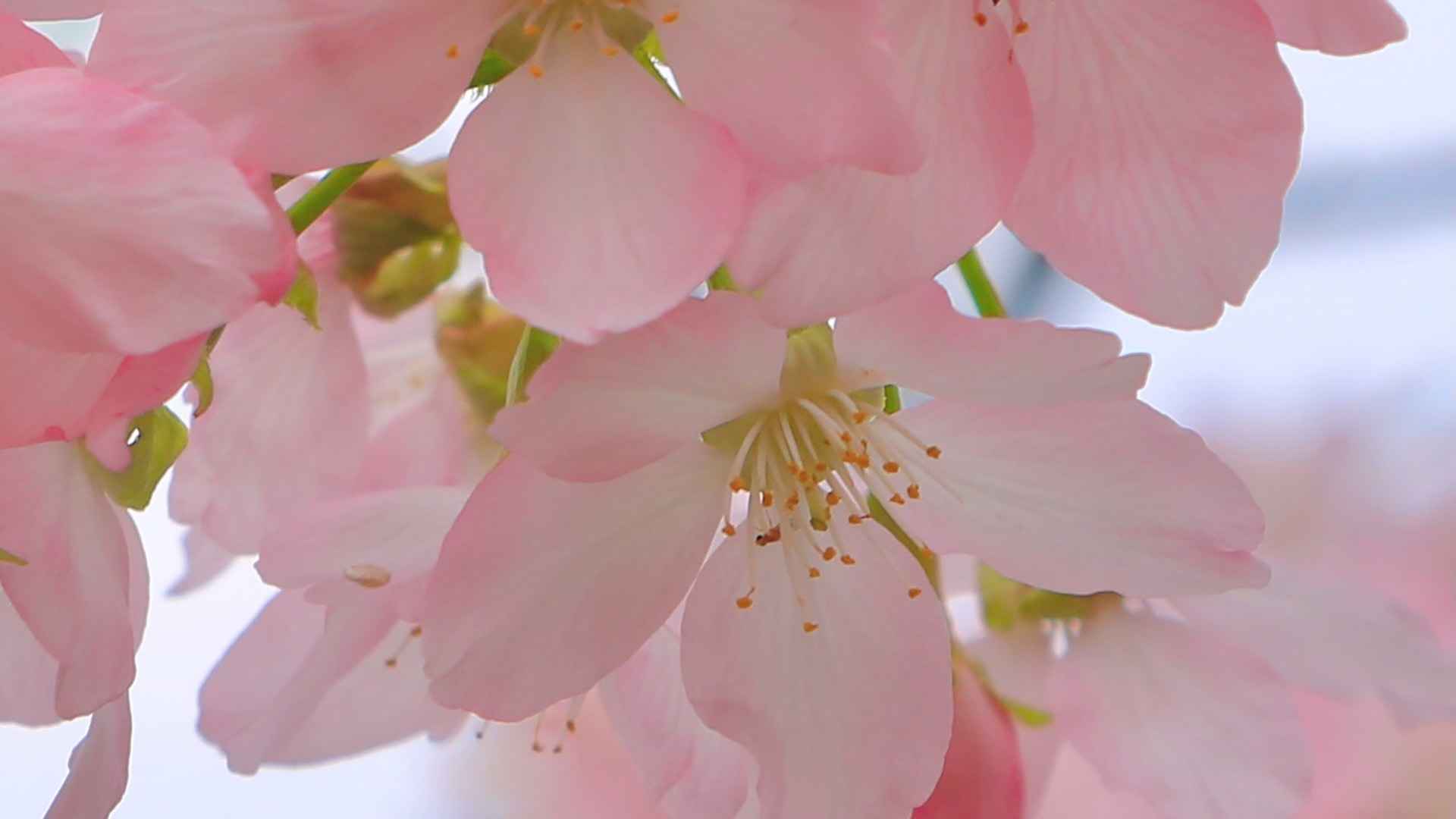 樱花粉嫩唯美图片