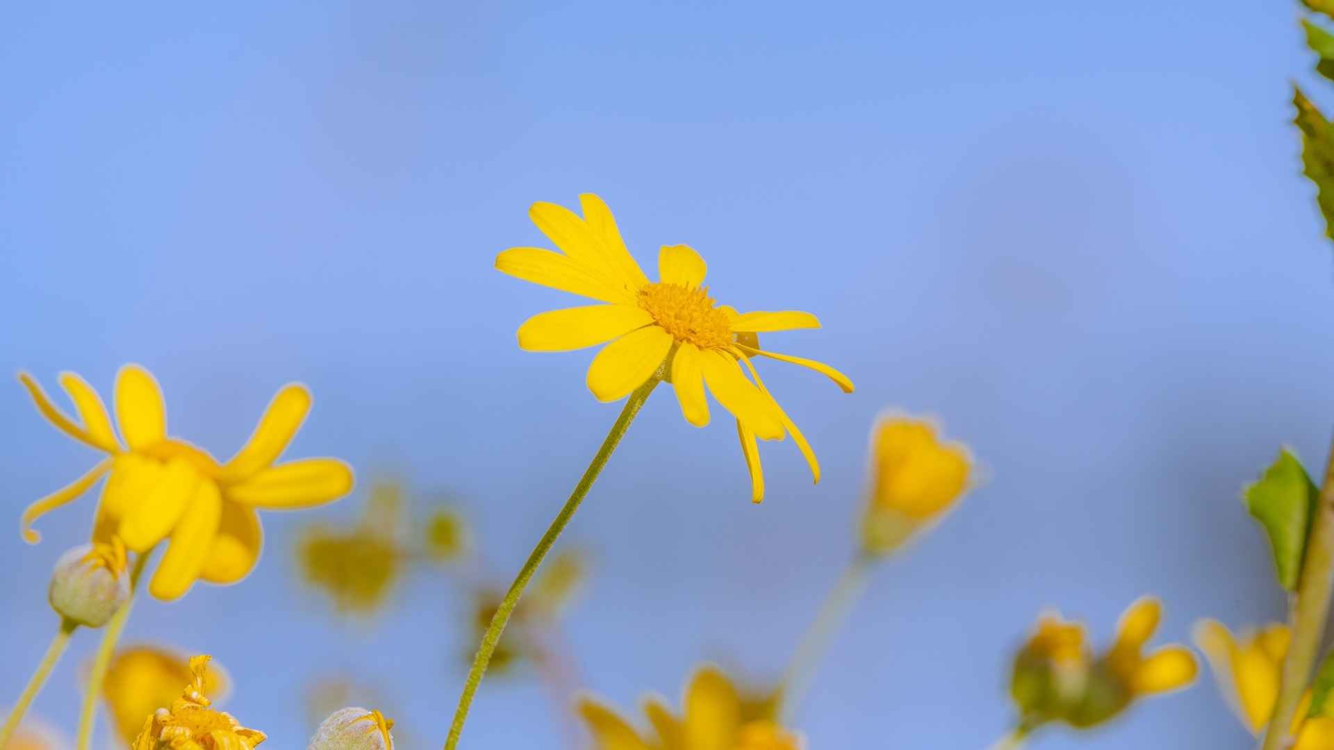 蓝天下的黄金菊