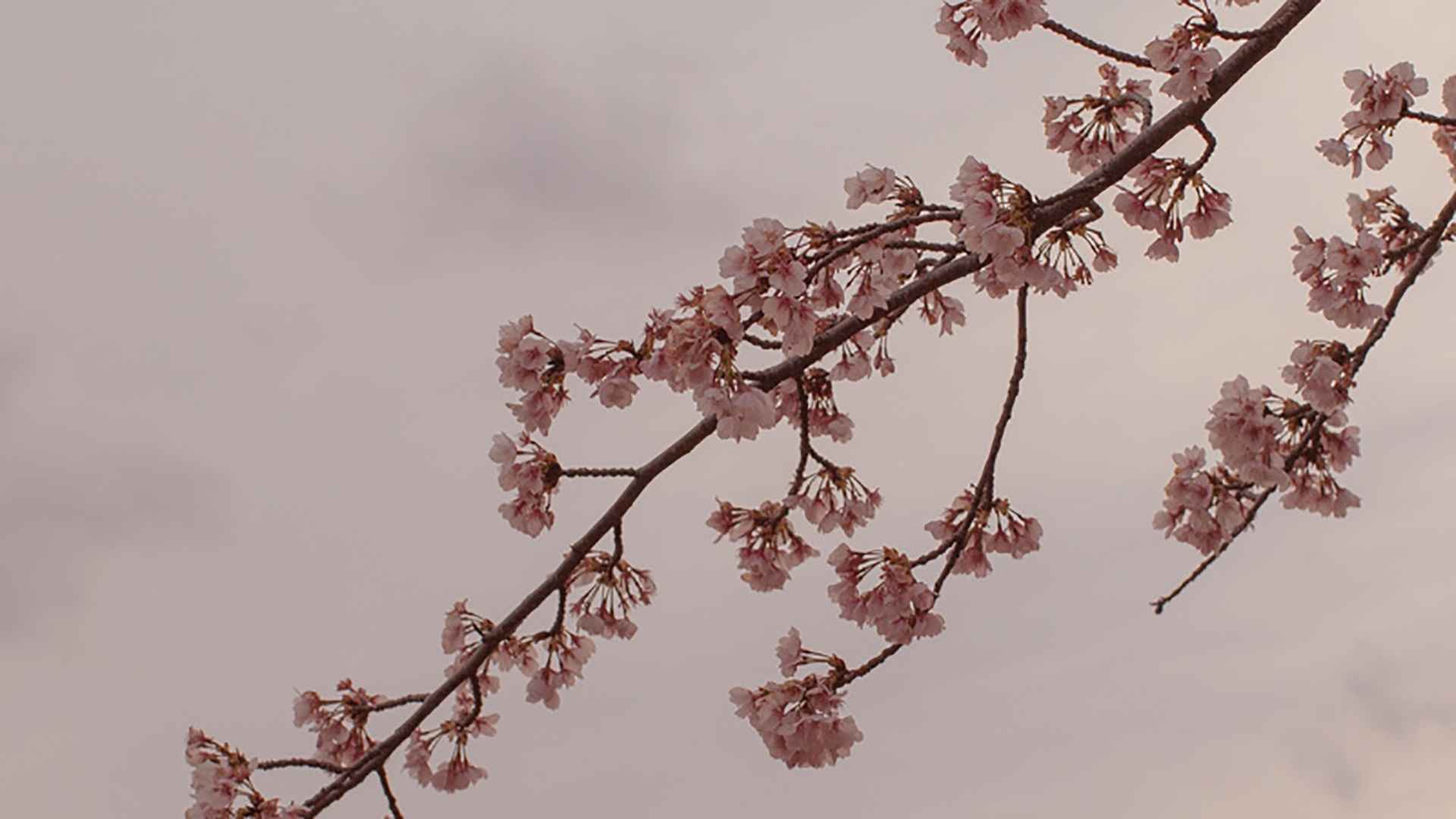 河津粉红樱花图片