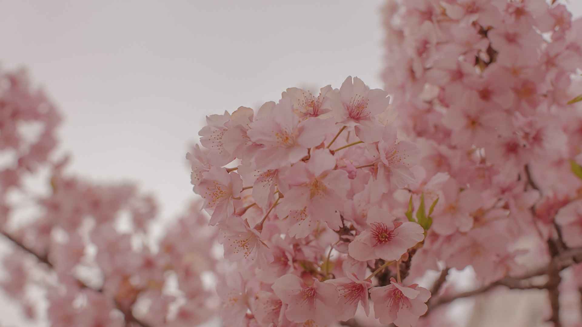 河津粉红樱花图片-