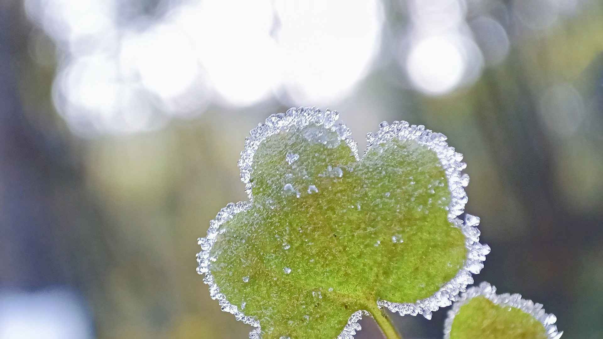 清新结霜植物摄影唯美风光意境大图片-