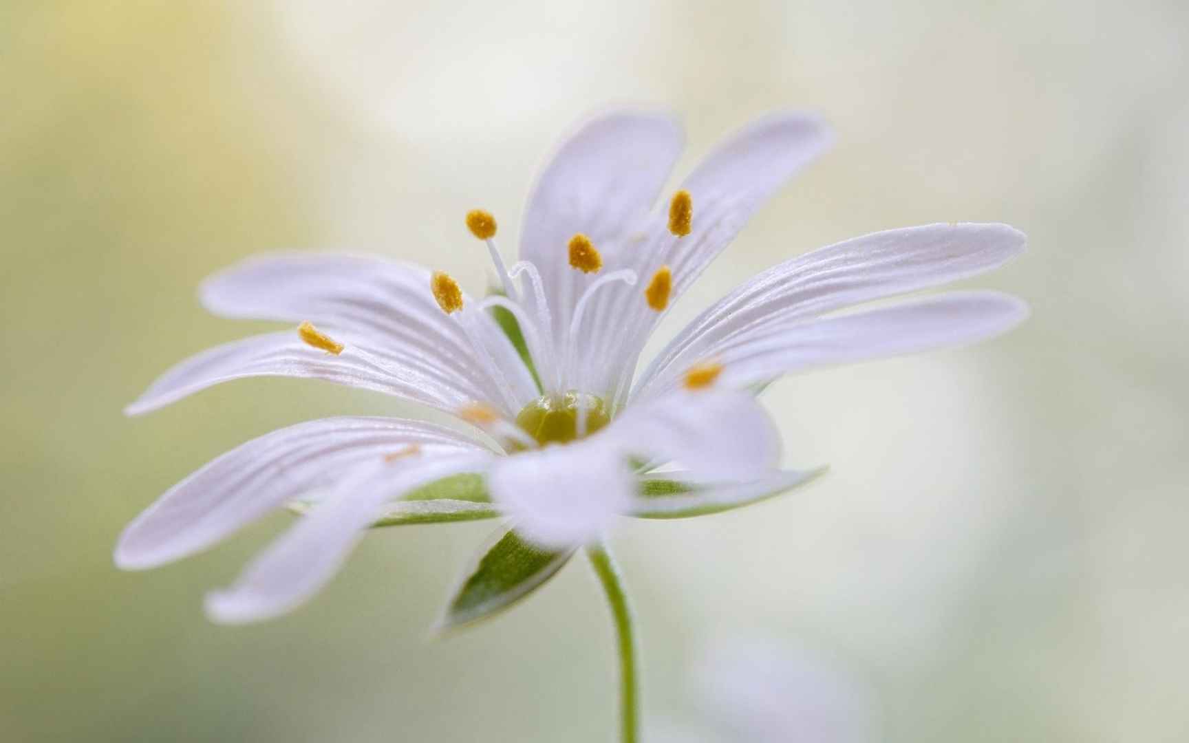 唯美朦胧微距摄影绝美的小清新花朵图片