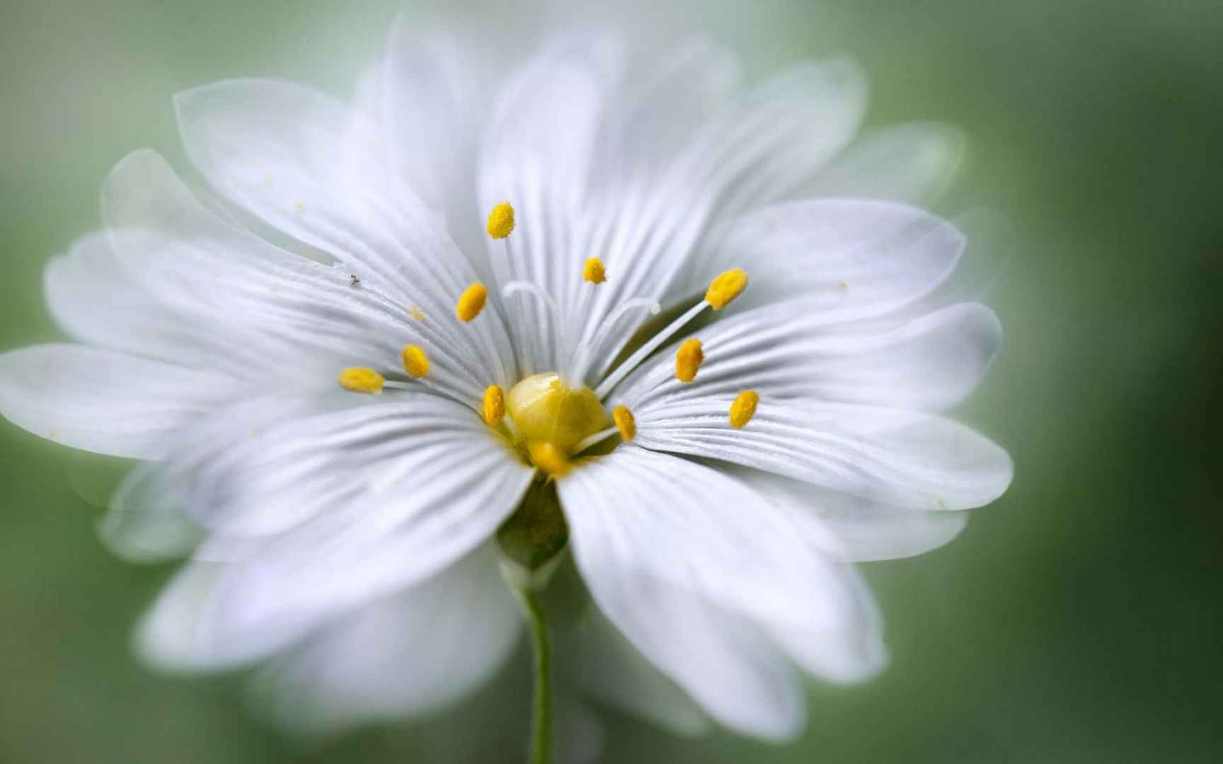 唯美朦胧微距摄影绝美的小清新花朵图片-