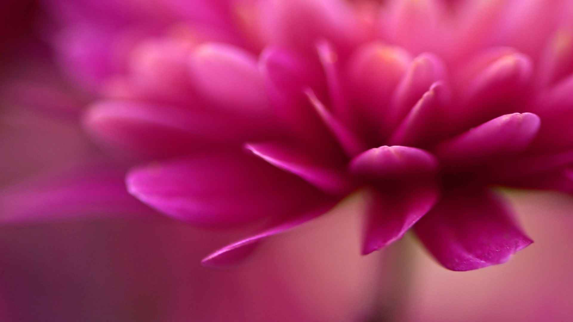 唯美朦胧微距摄影绝美的小清新花朵图片