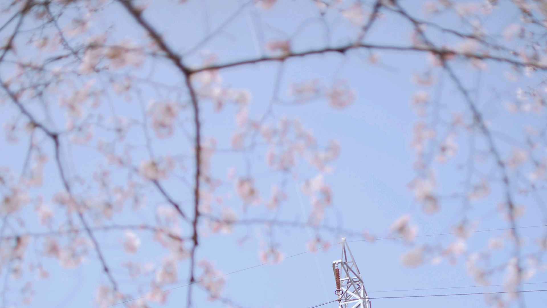 武汉大学的樱花美景-