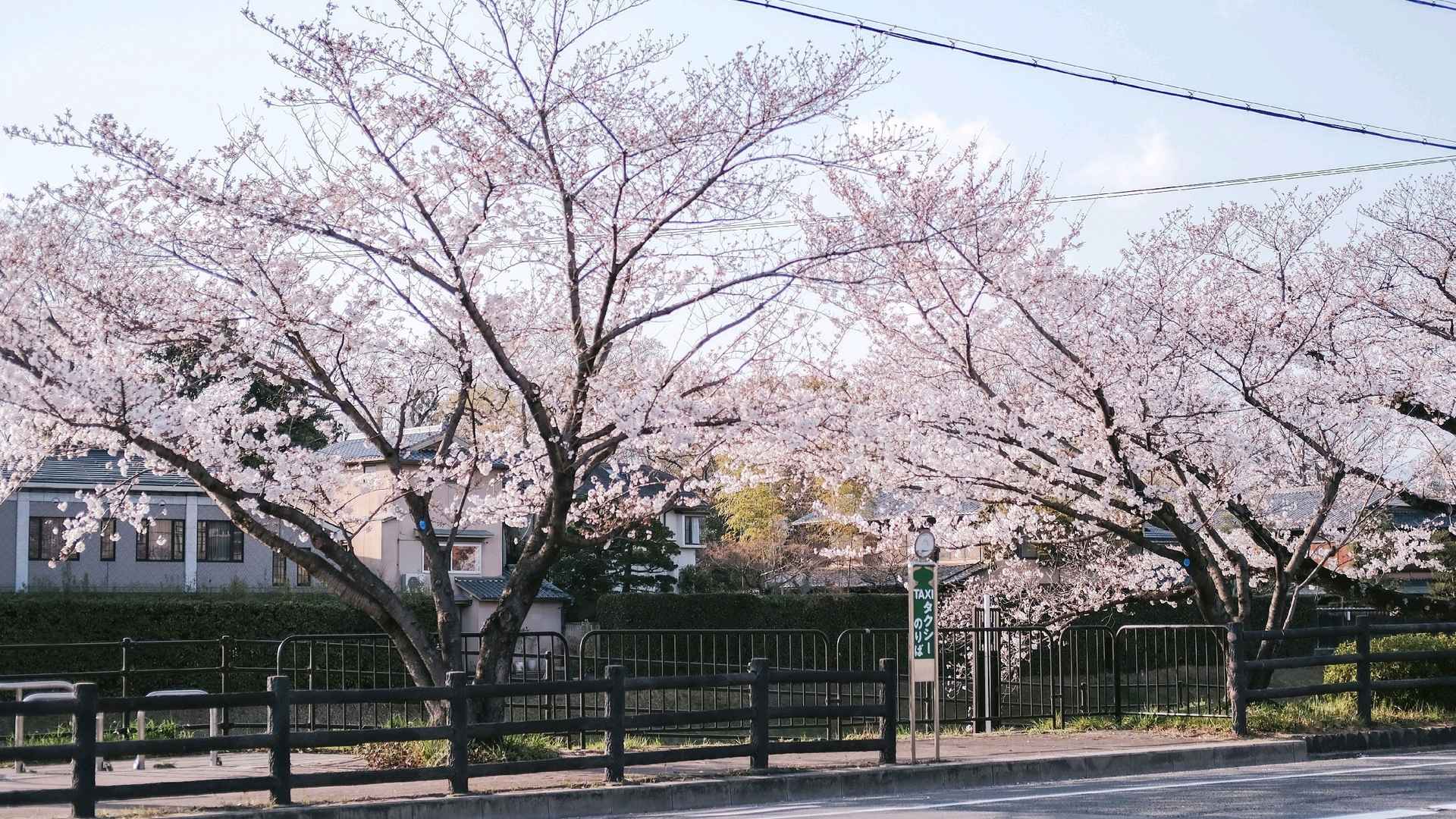 日本浪漫樱花街