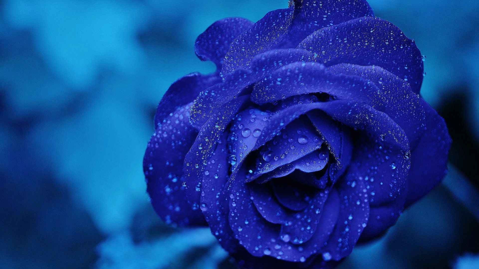 蓝色玫瑰，露珠，露水唯美高清背景壁纸图片-