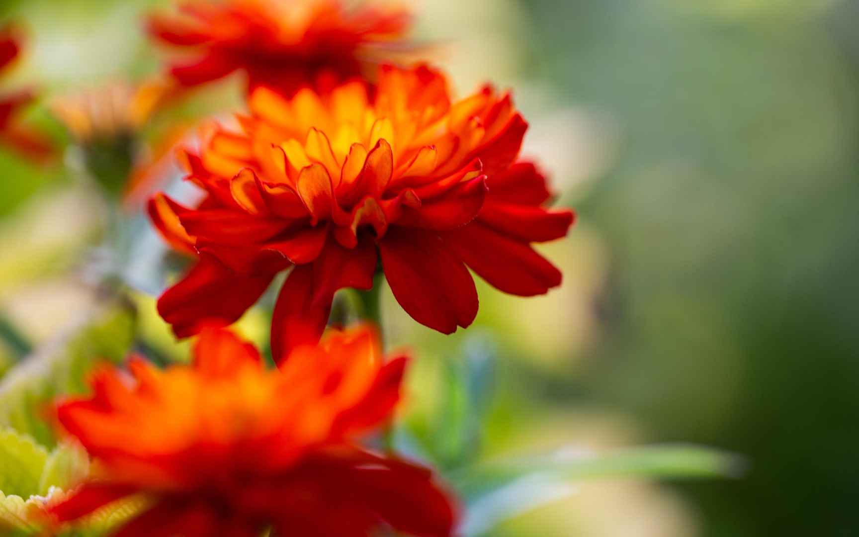 鲜艳迷人的花卉摄影图-
