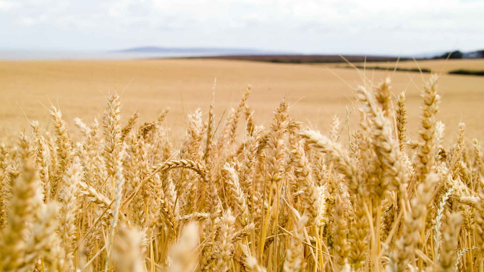 麦穗丰收的美景-