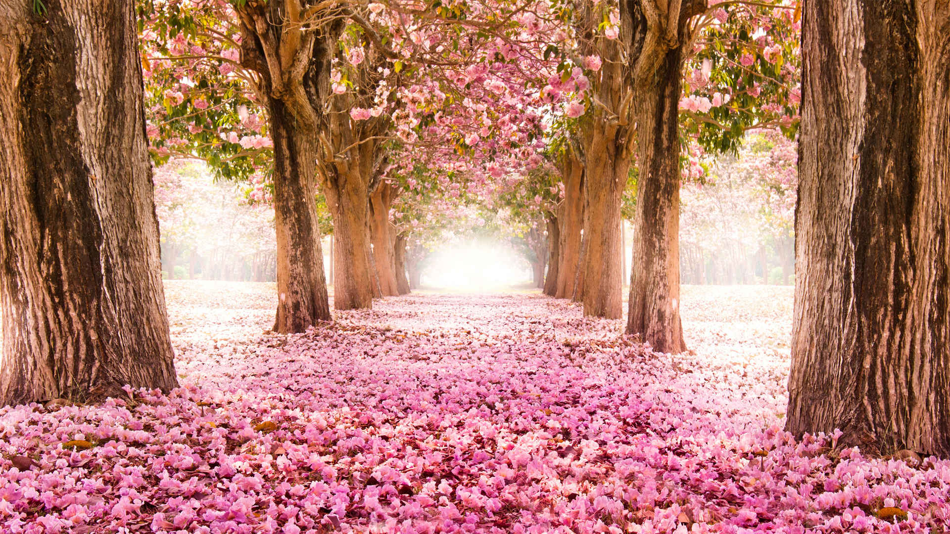 粉红色的樱花小道风景桌面壁纸-