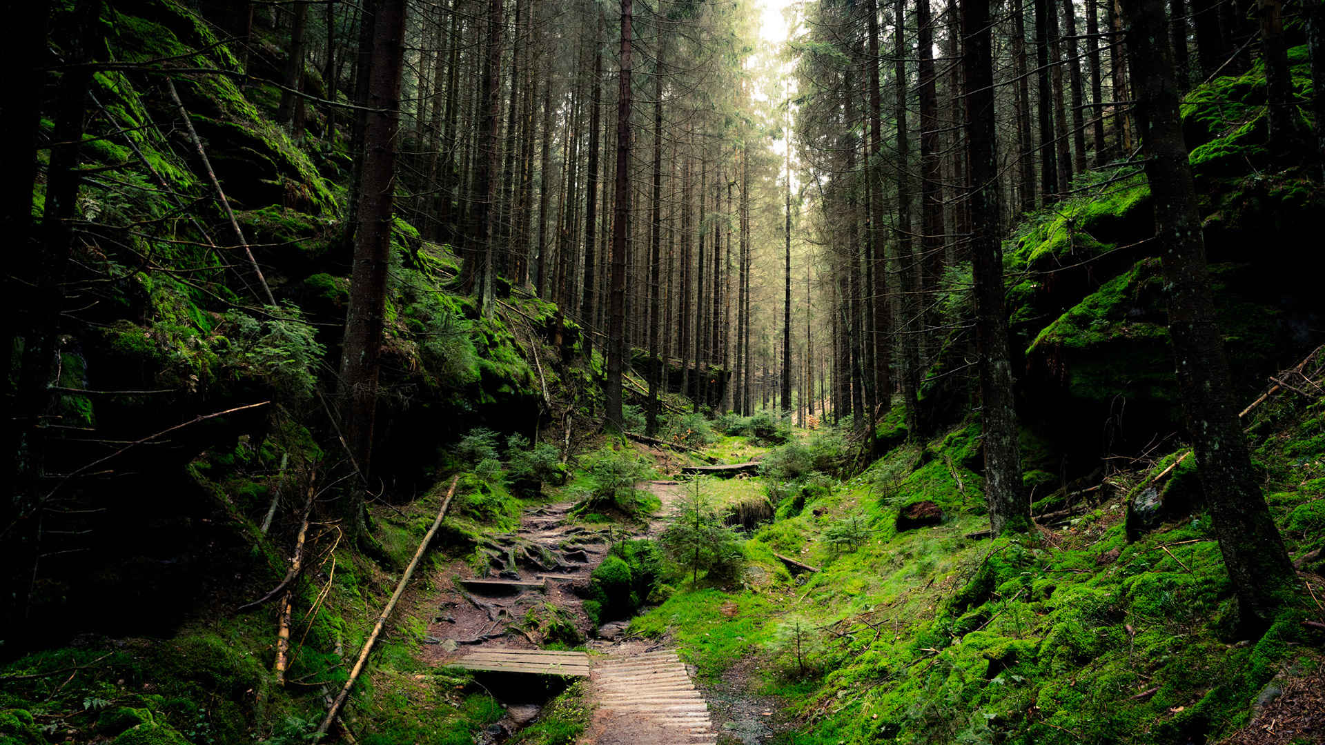 德国国家公园自然森林2K风景桌面壁纸-
