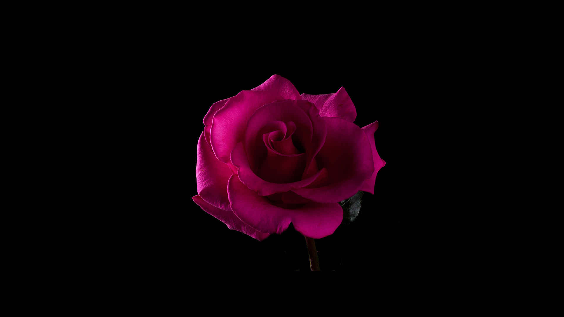 黑色背景单朵玫瑰花桌面壁纸-