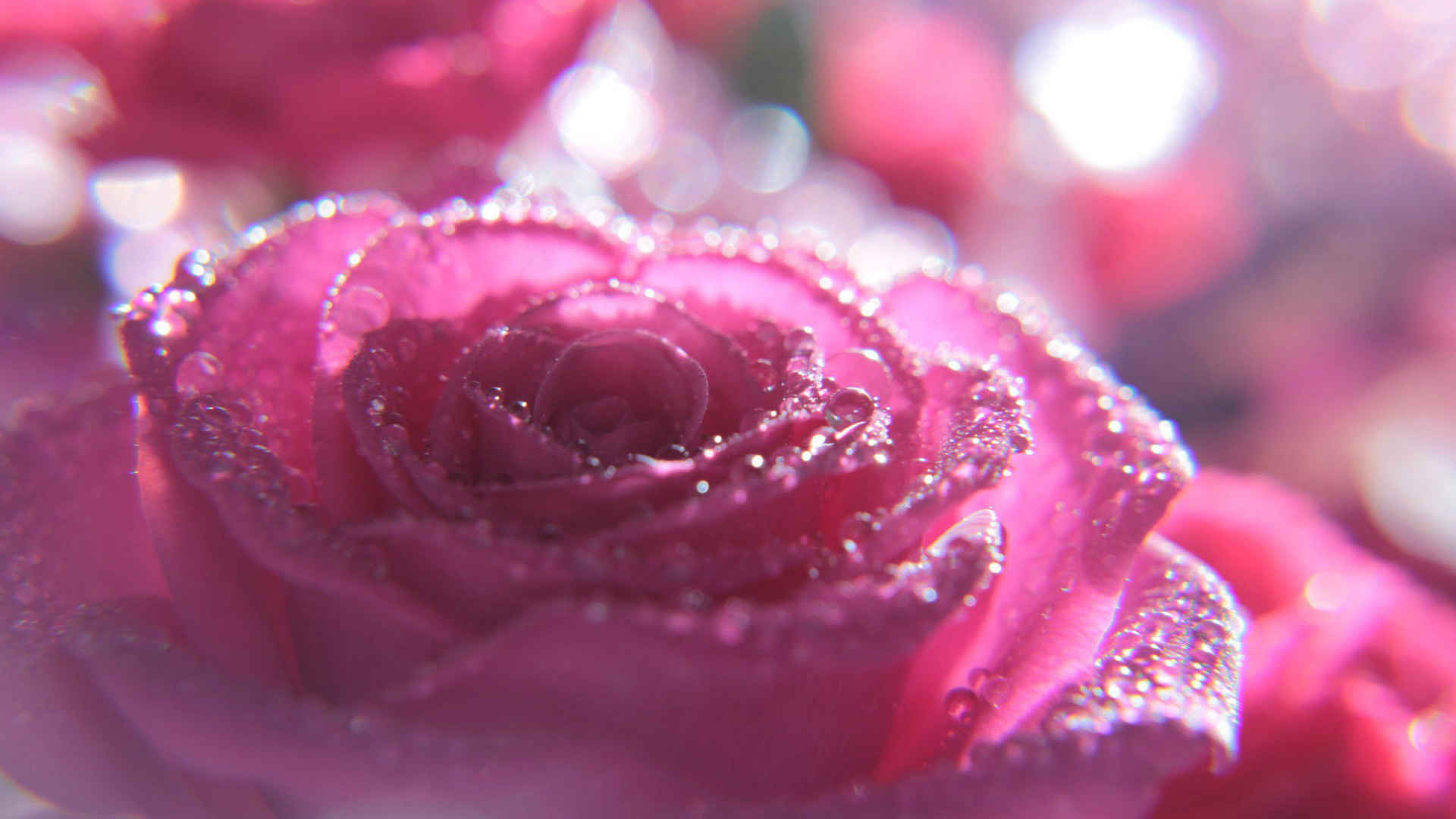 水滴粉红色玫瑰花桌面壁纸-