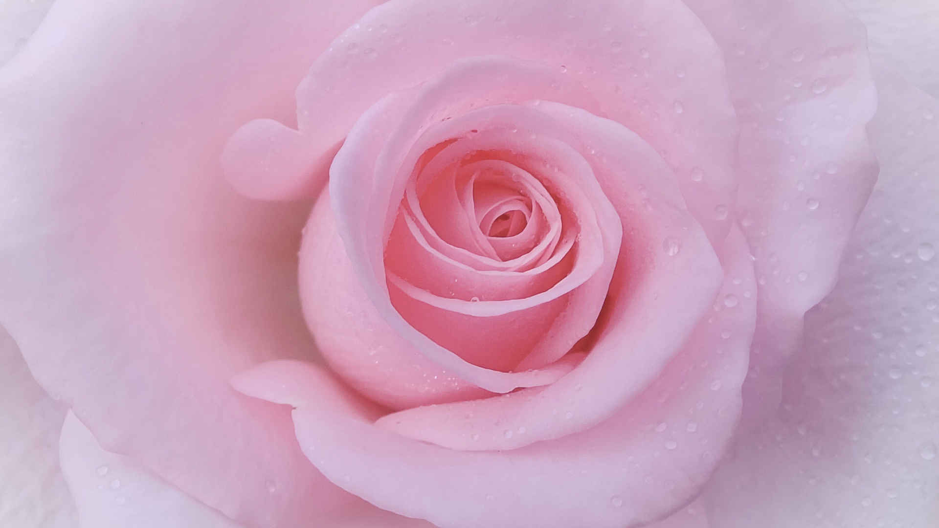 粉色漂亮玫瑰花高清桌面壁纸