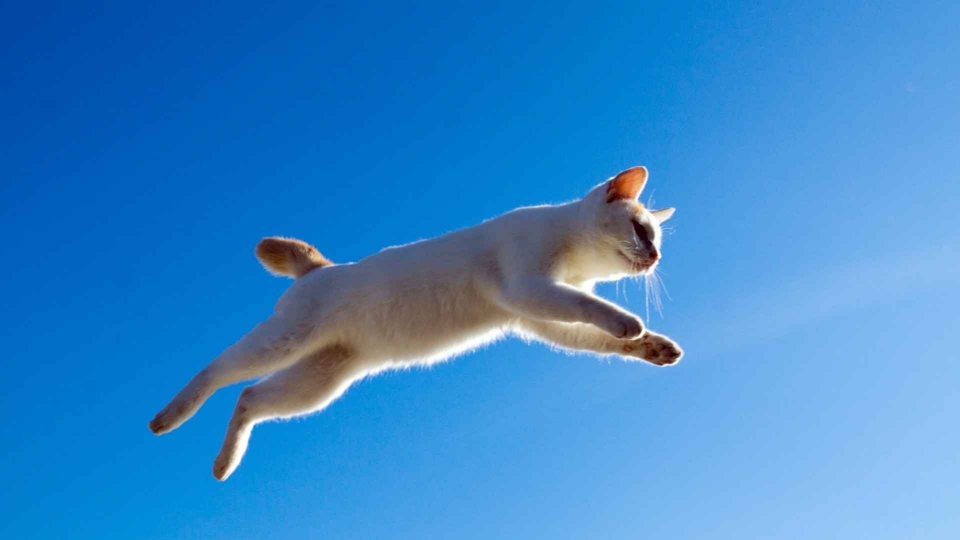跳跃白猫桌面壁纸-