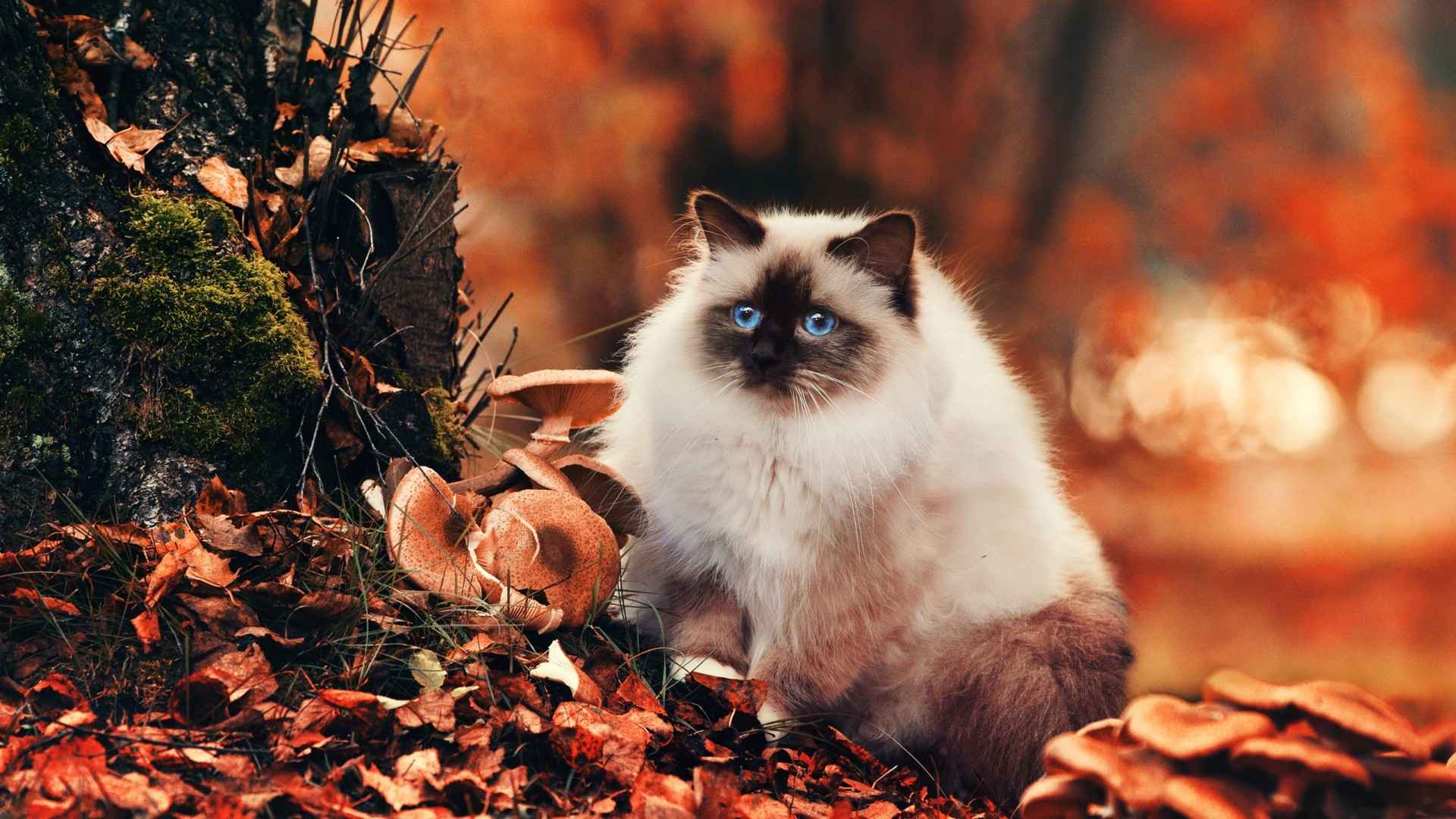 毛茸茸的蓝色眼睛猫桌面壁纸-