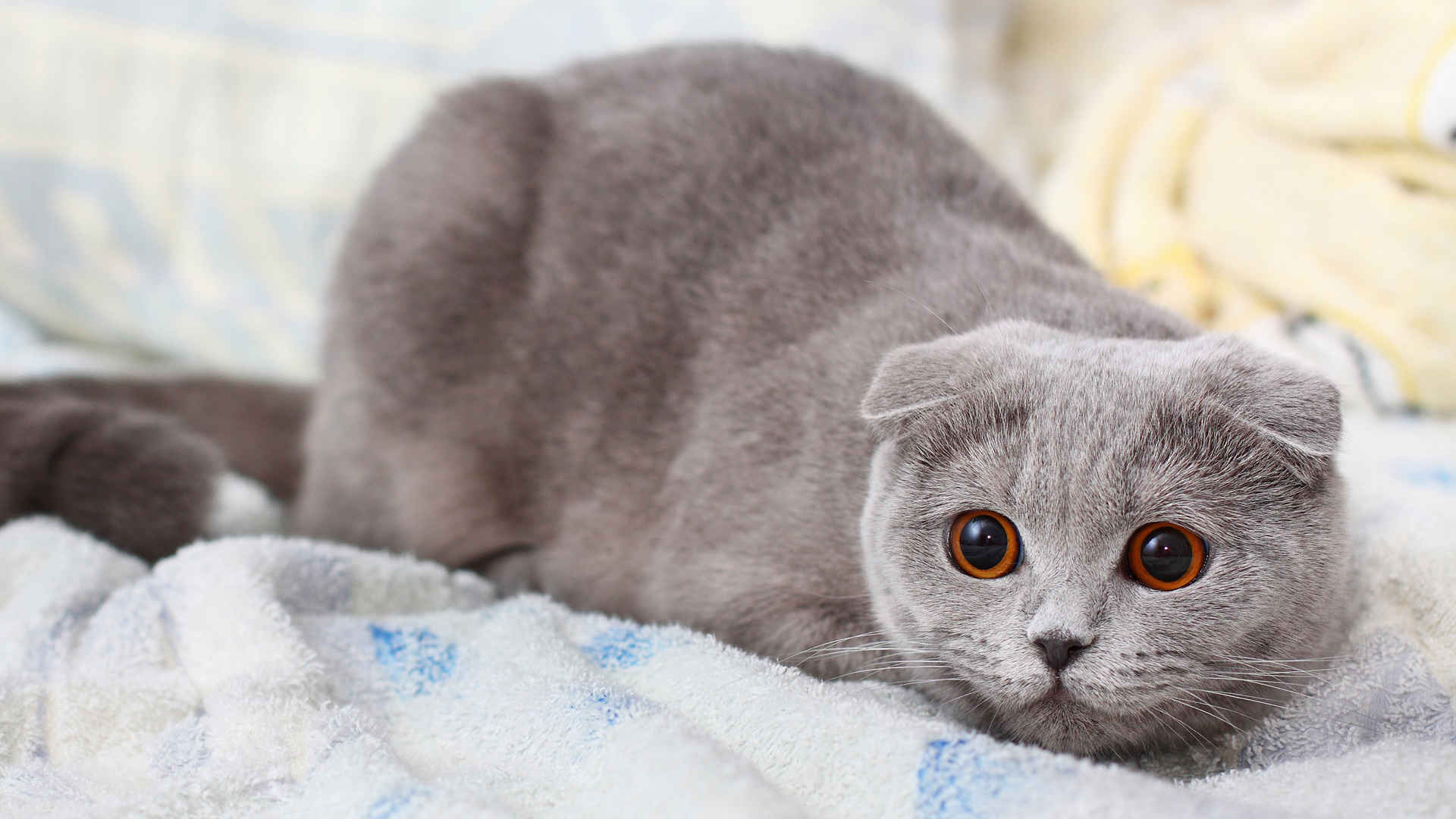 灰色小猫壁纸-