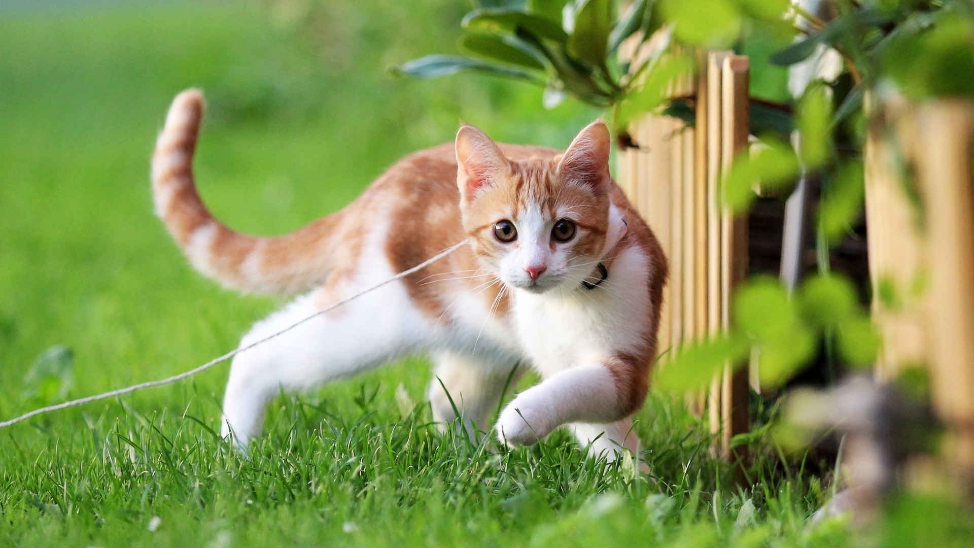 绿草地可爱小猫壁纸-