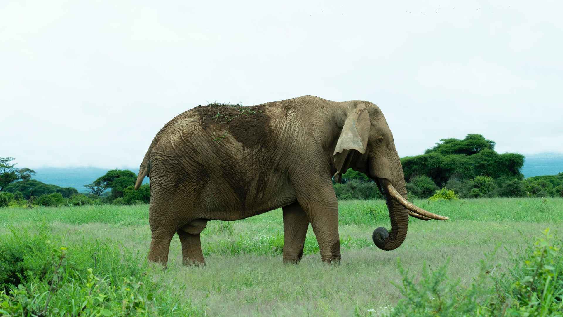 憨厚高大的大象