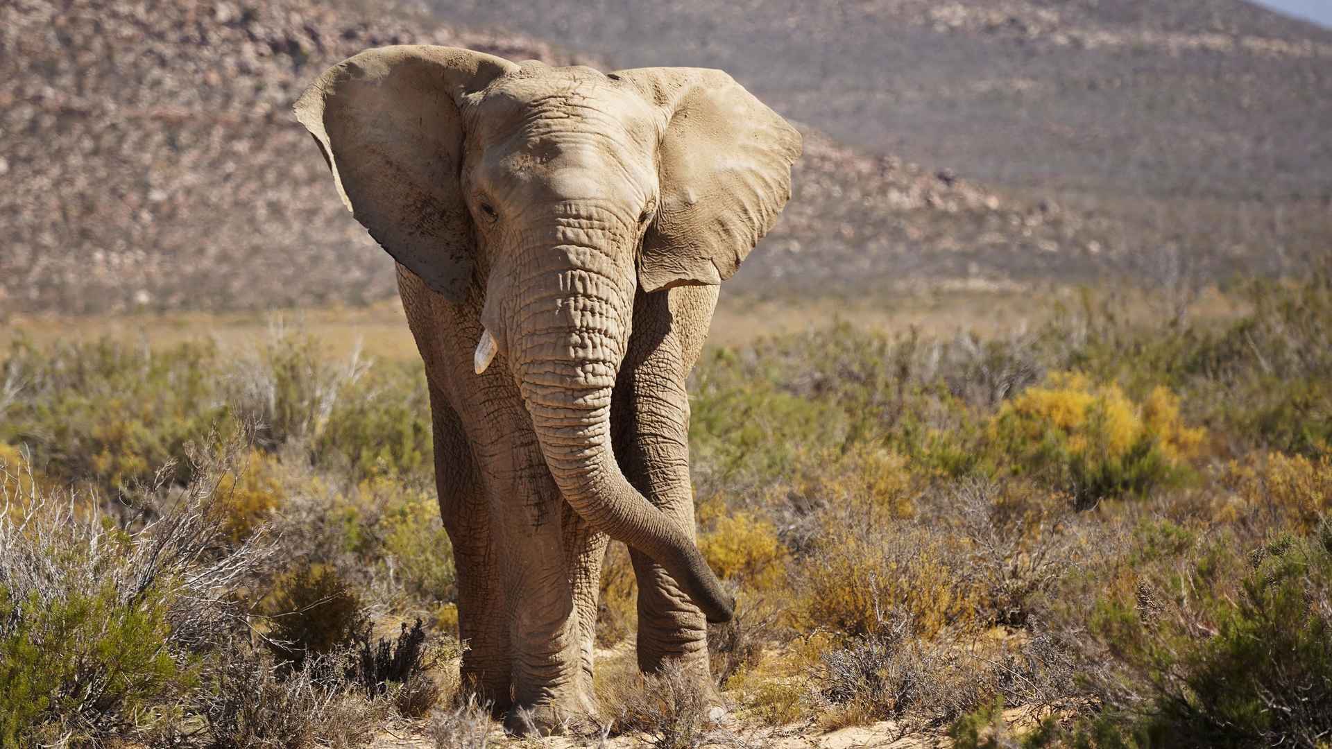 憨厚高大的大象