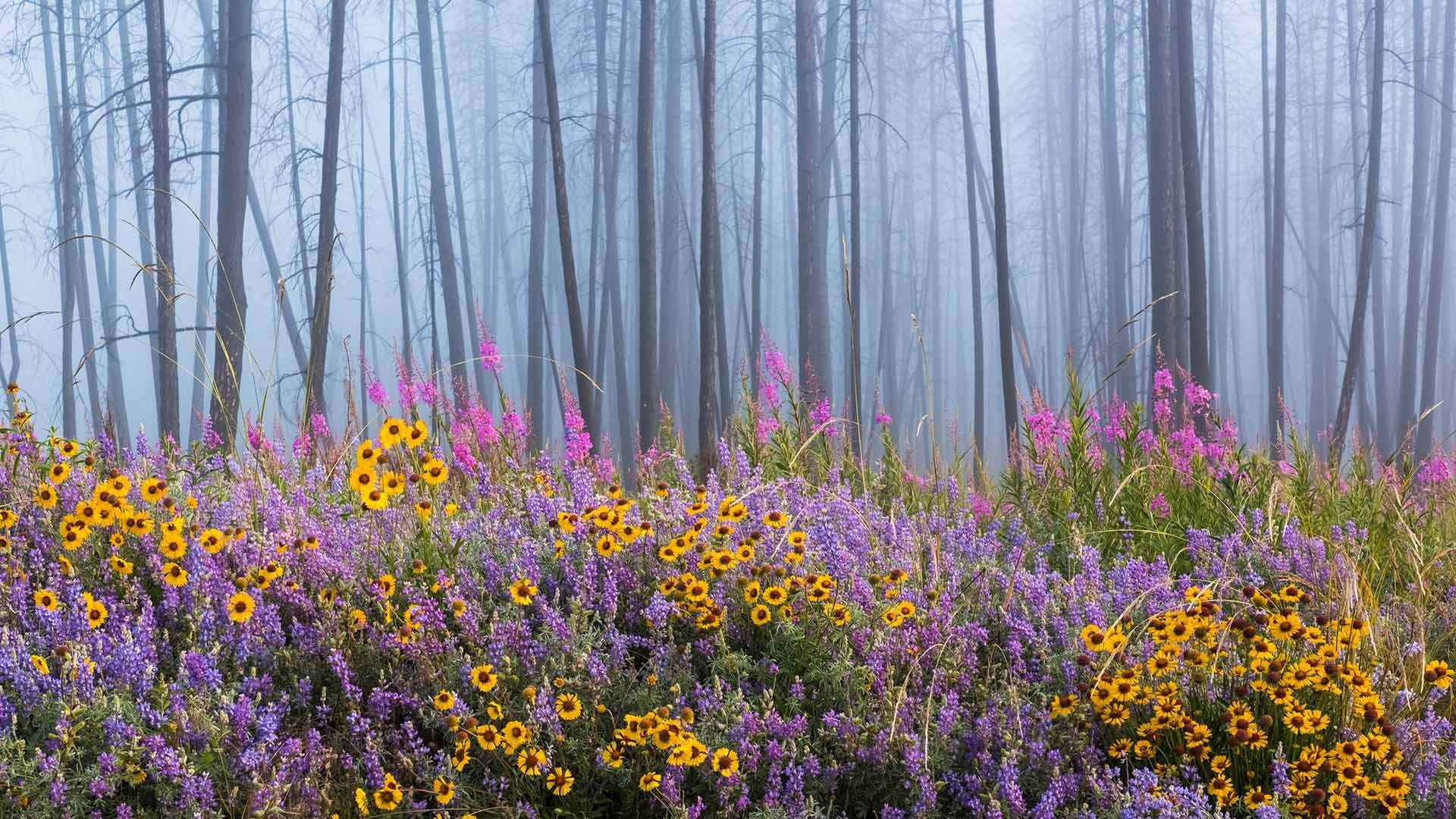 被大火摧残过的森林，重新长满遍地的鲜花唯美景色壁纸图片-