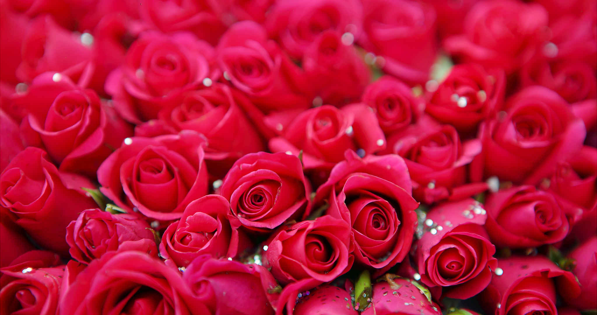 色彩红色艳丽并且花朵绽开的玫瑰花桌面壁纸
