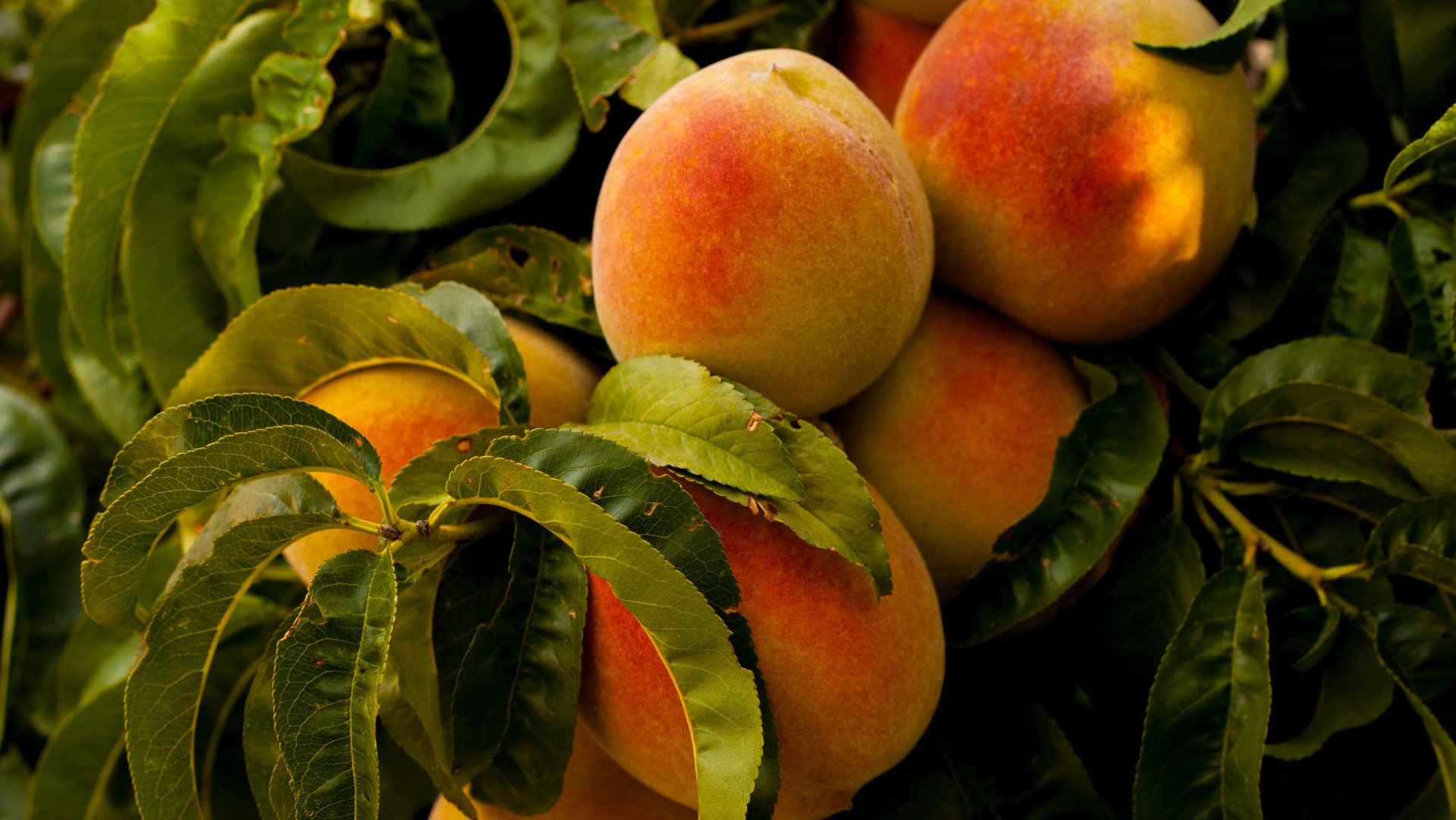 香甜可口的水果“水蜜桃”高清摄影手机壁纸-