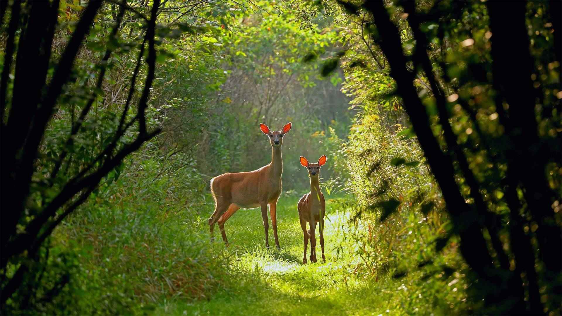 森林小路上驻足观望的大小两只鹿壁纸图片-