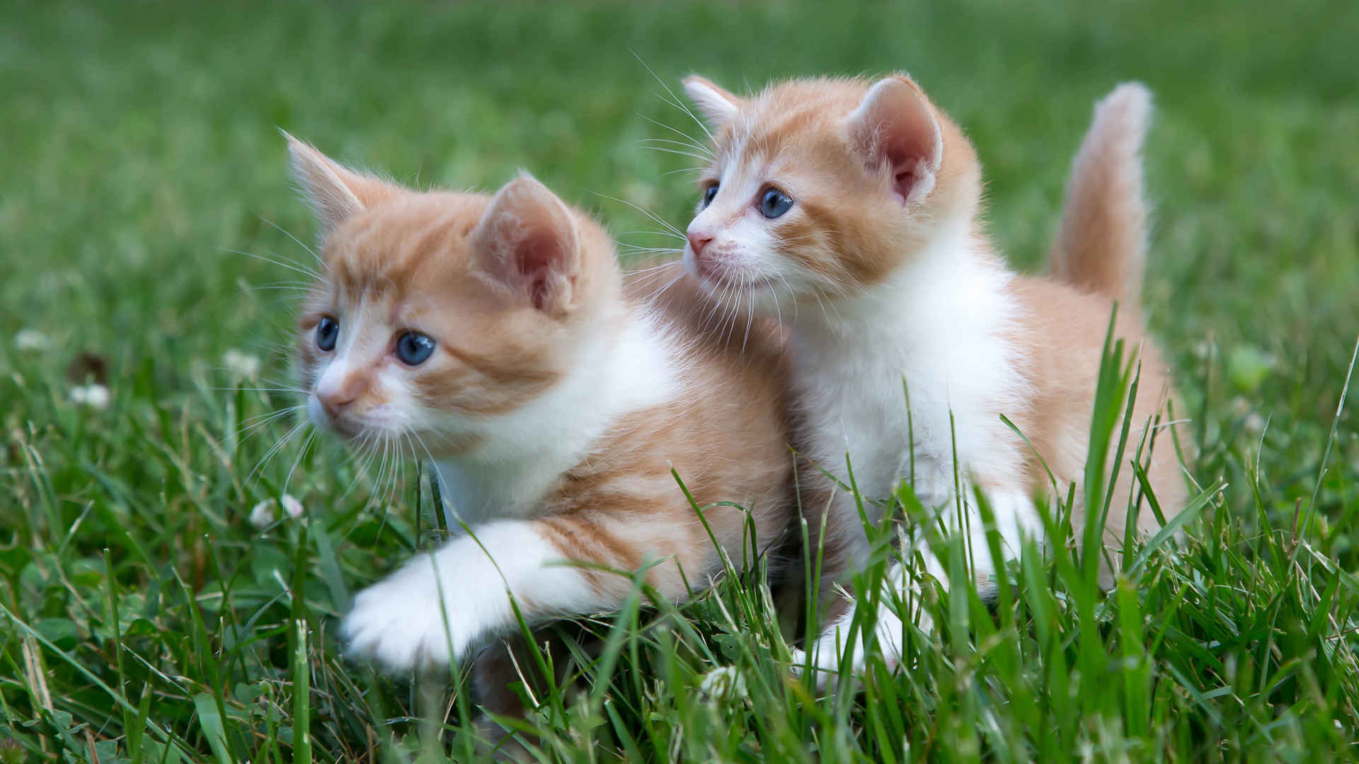 猫，可爱姿势，苗条，草地，猫咪壁纸-