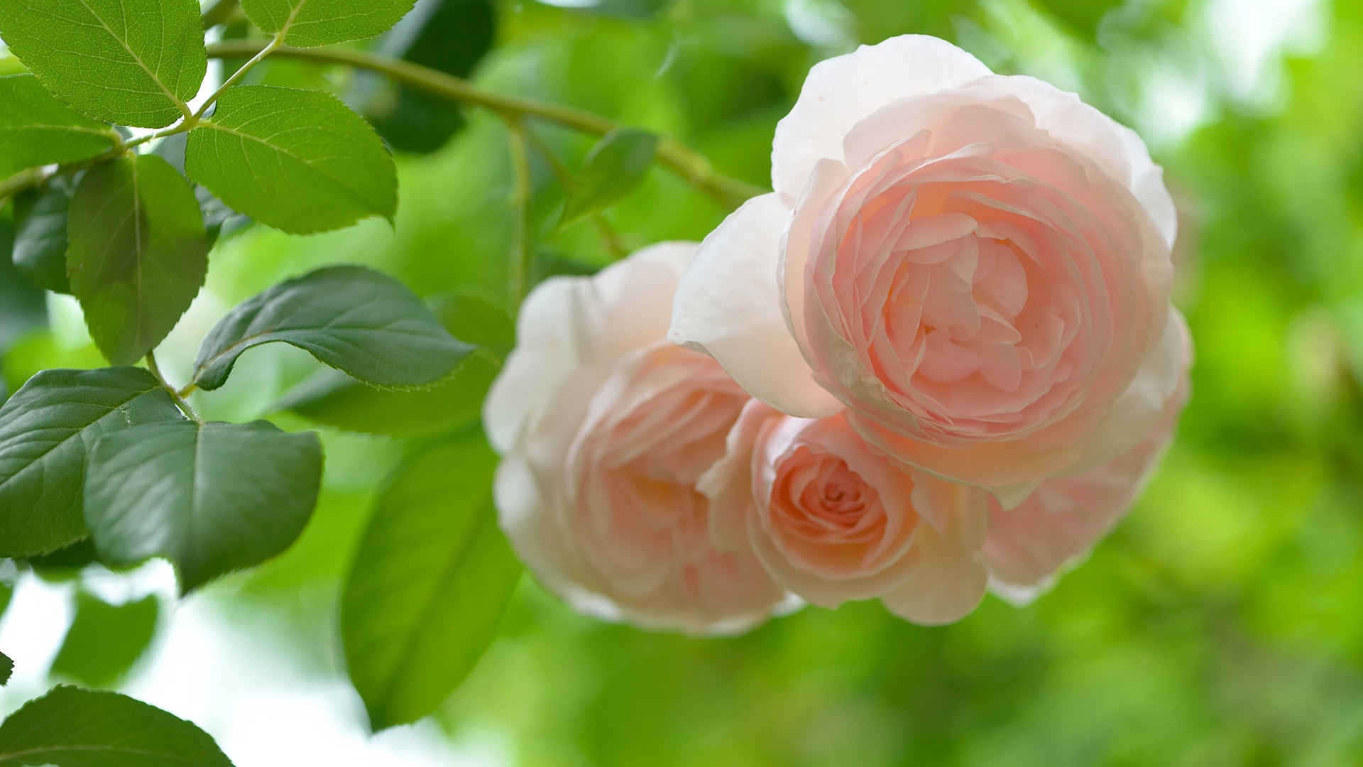 美丽的玫瑰花桌面壁纸-