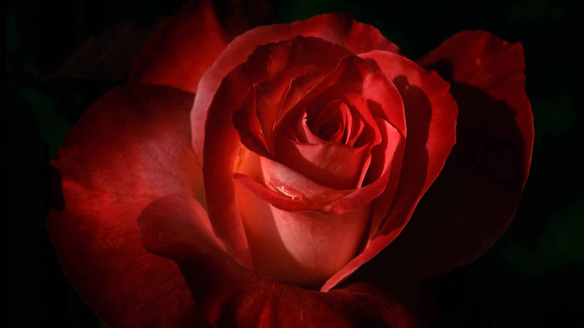大红玫瑰花,微软官方主题高清壁纸