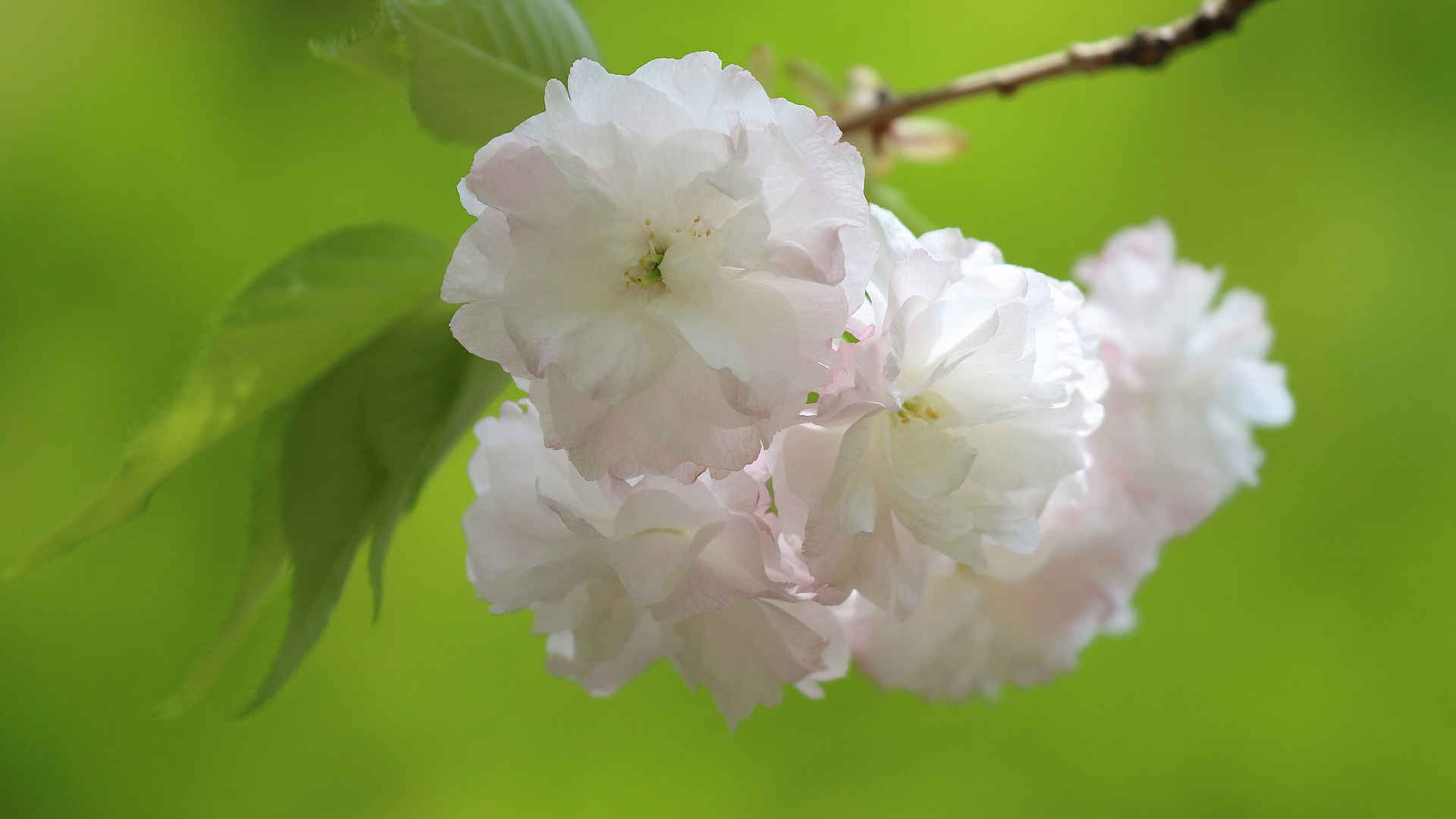 樱花，白色樱花，树枝，树叶，绿色护眼背景，樱花桌面壁纸-