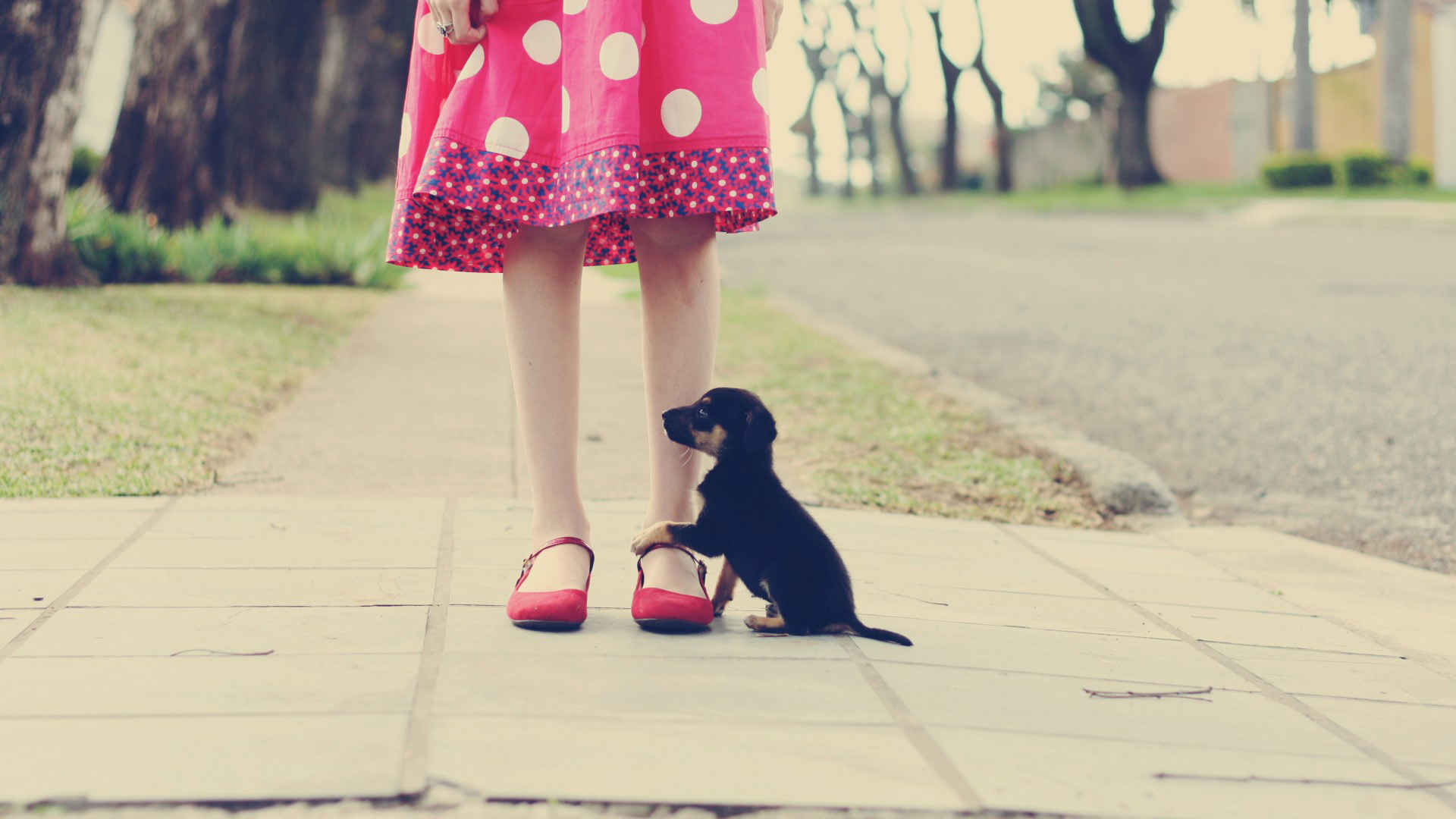 可爱小狗抱小女孩腿桌面壁纸