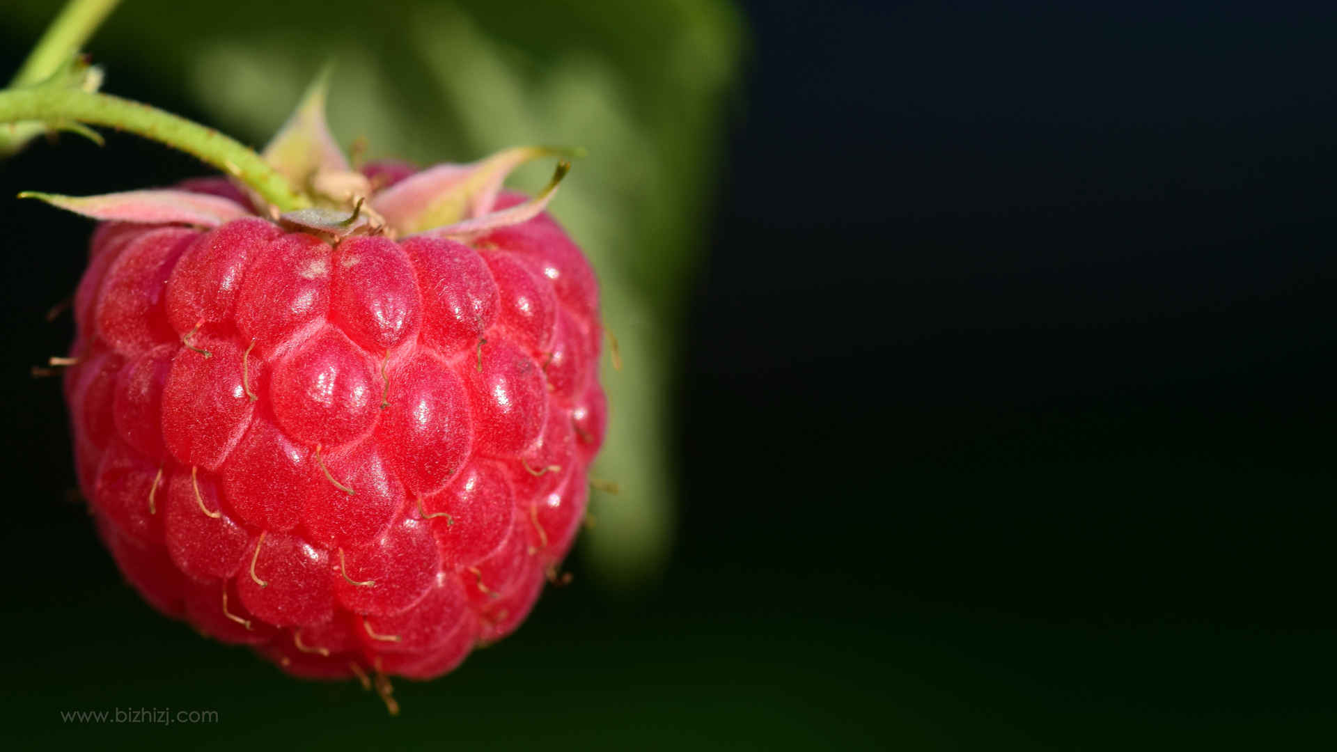 美味的红树莓图片-