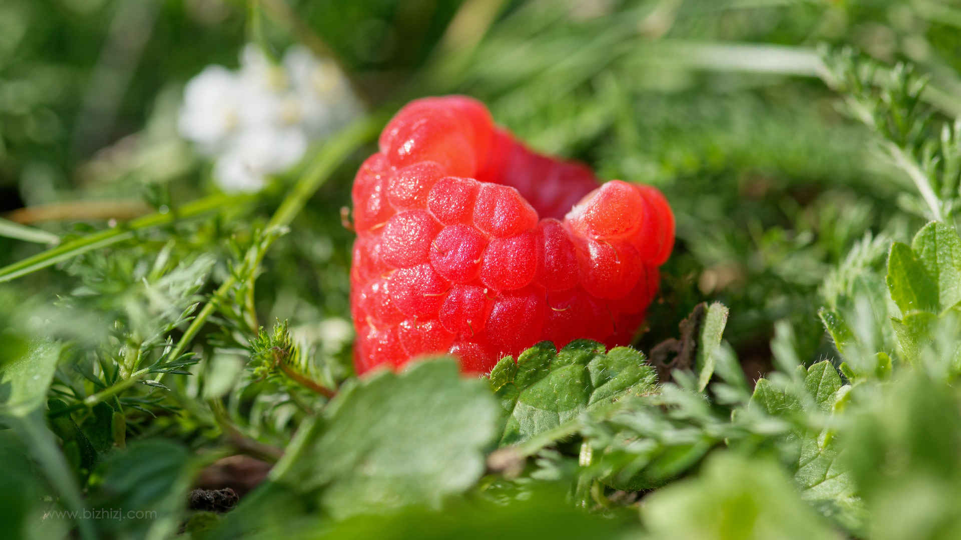 美味的红树莓图片