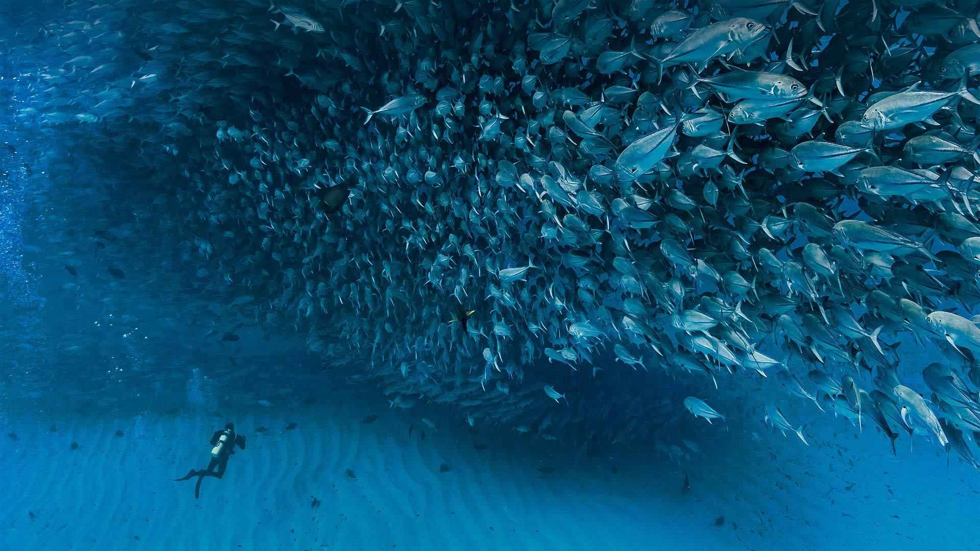 杰克鱼风暴，海底大量聚集的鱼群和潜水员桌面壁纸图片-