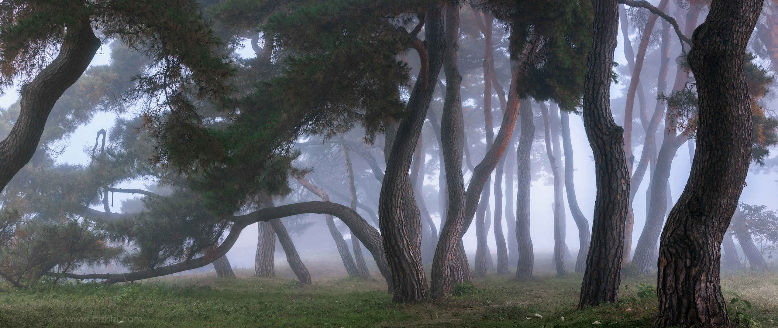 树木 森林 雾壁纸-