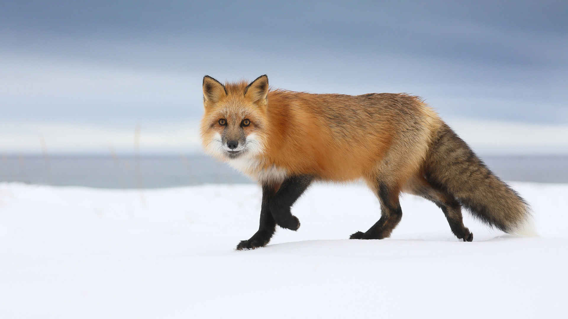 雪地上的狐狸壁纸