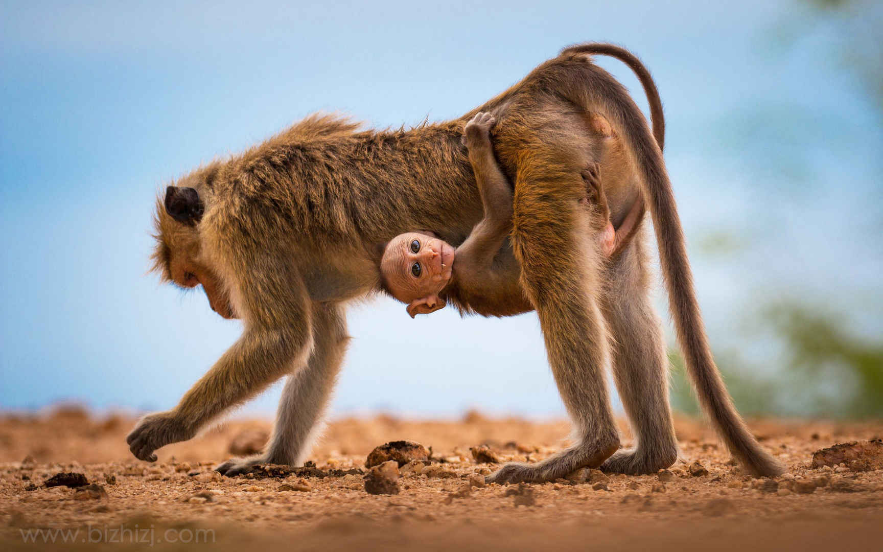 小猴子挂在猴妈妈肚子上壁纸-