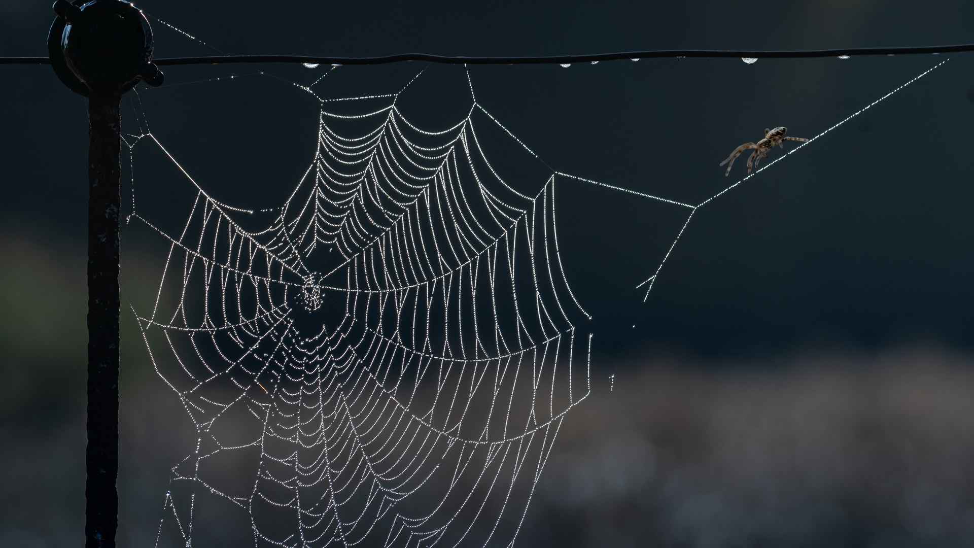 蜘蛛网壁纸-