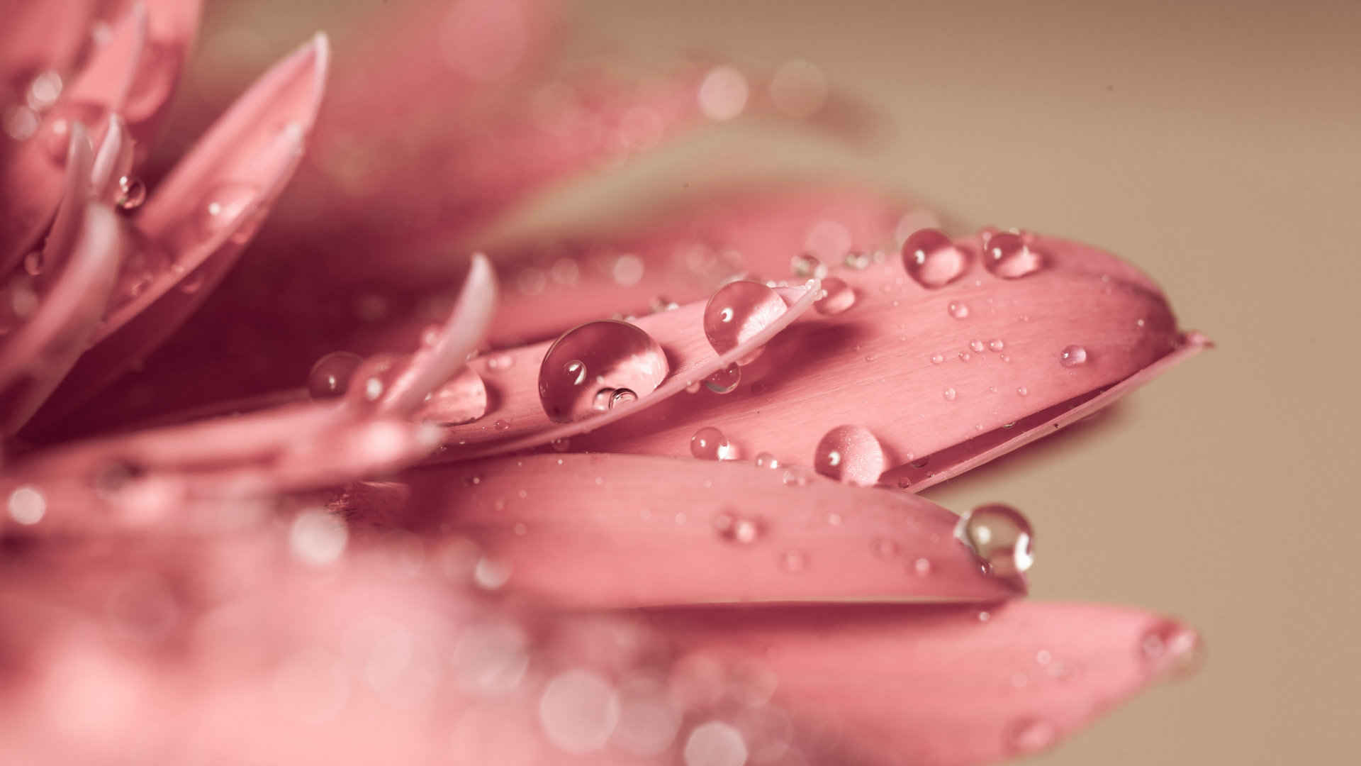粉色花瓣上的水珠壁纸-
