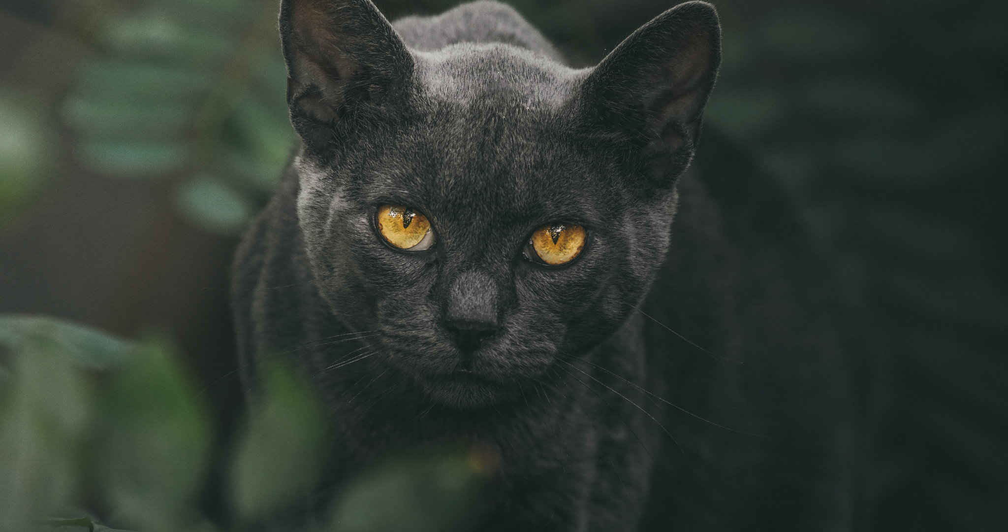 黄色眼球的黑猫高清摄影壁纸-