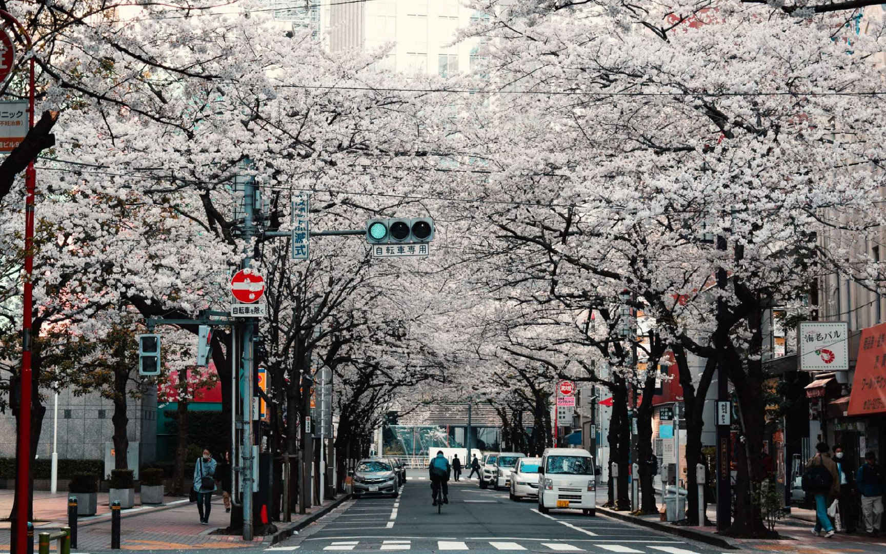 日本种满樱花树的城市街道电脑壁纸-