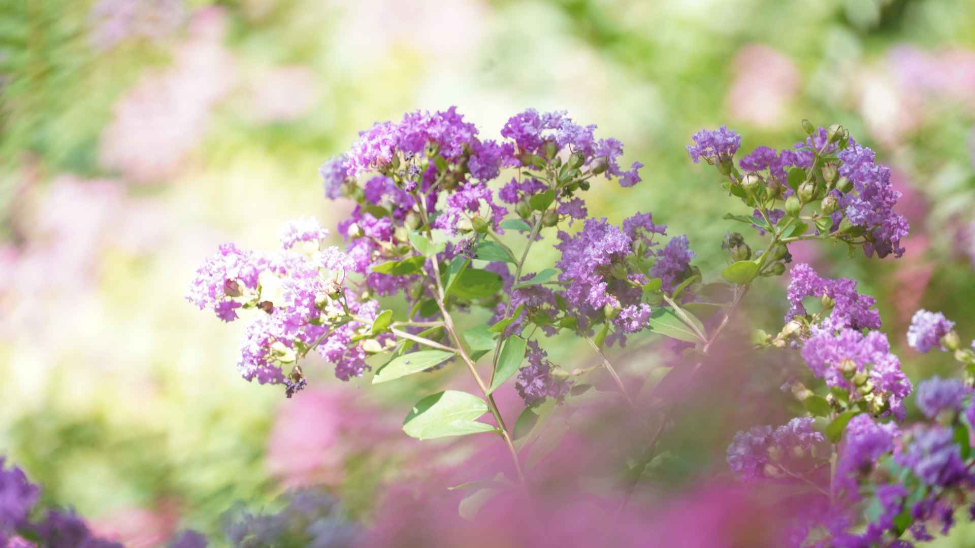 漂亮迷人的紫薇花