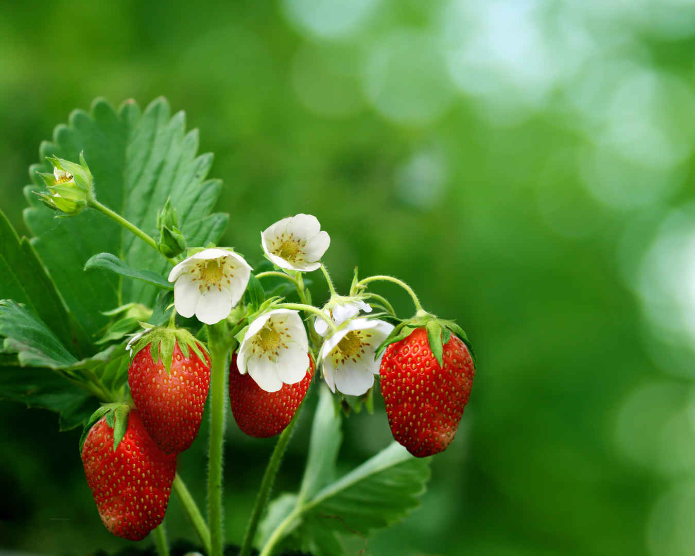 草莓水果 花 叶子 高清图片-