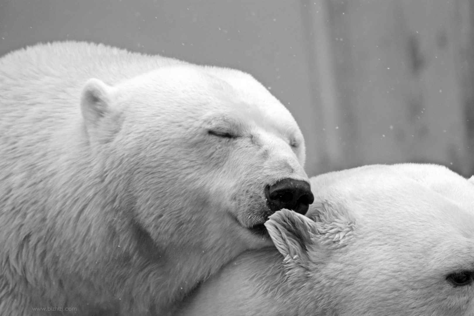 两只北极熊 浪漫情侣 吻 耳语 4K图片-