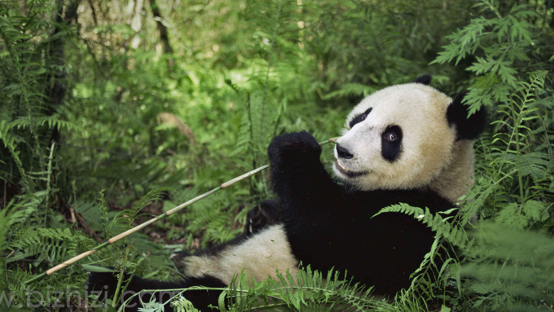 熊猫 国宝 四川 熊猫4k壁纸-